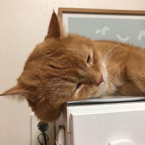 特大黑人巨大XXXXXXX
